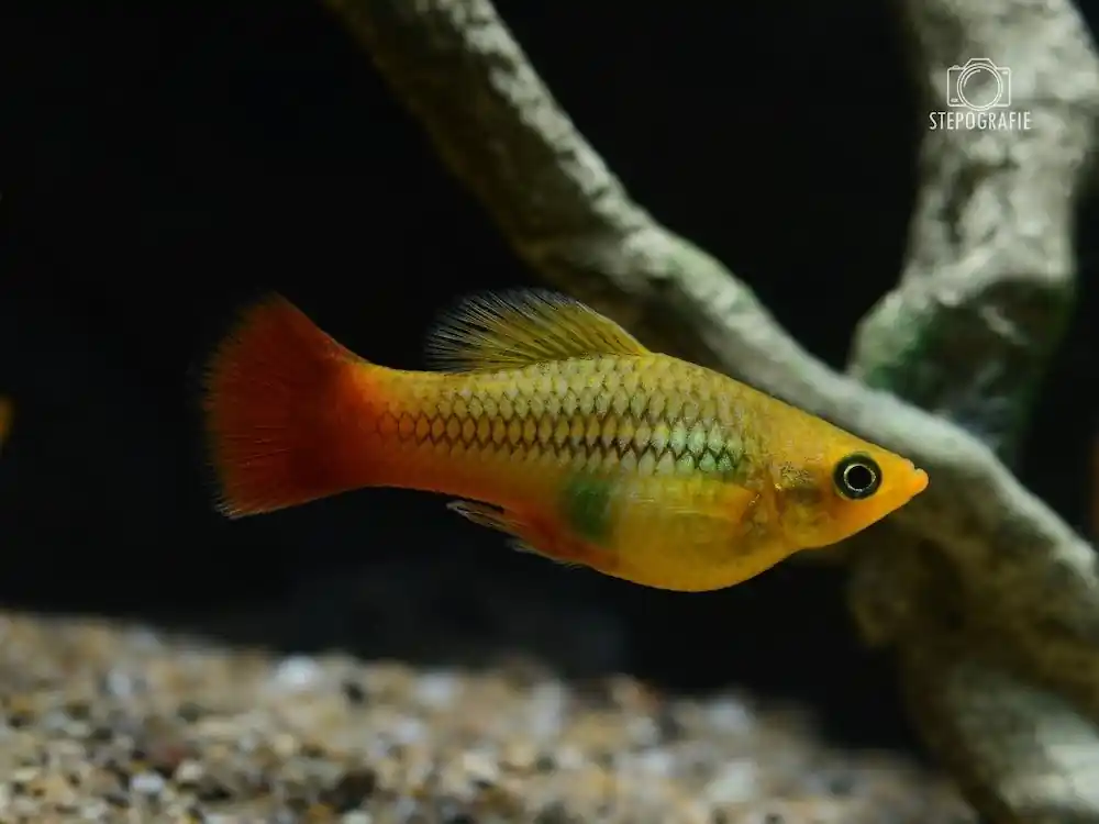 Papageienplaty (Xiphophorus var.) Knallerangebot