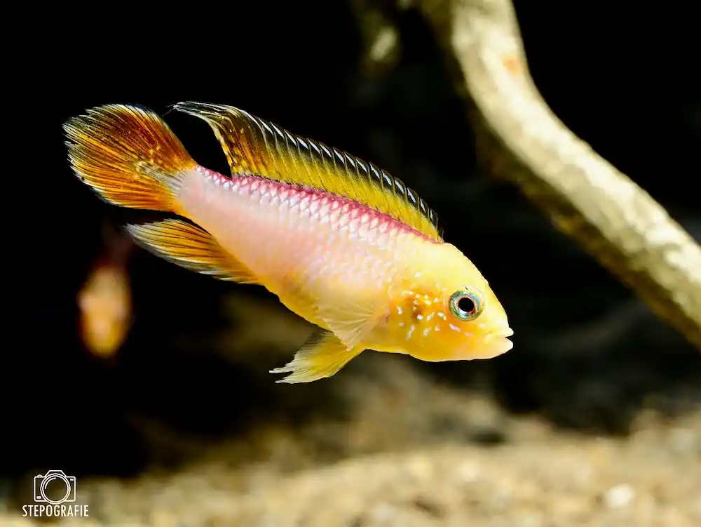 Agassiz Zwergbuntbarsch Fire Red (Apistogramma agassizii var.) Zertifiziert