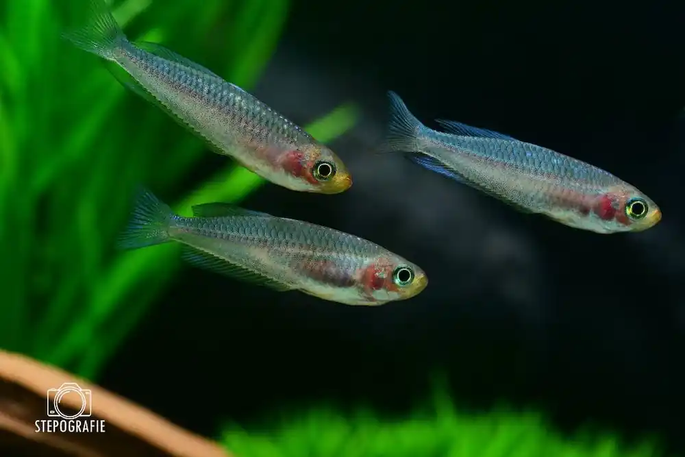Aktuell Searys Creek Regenbogenfisch (Rhadinocentrus ornatus)