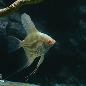 Kracherpreis Diamantskalar Gold (Pterophyllum scalare var. Diamant Gold)