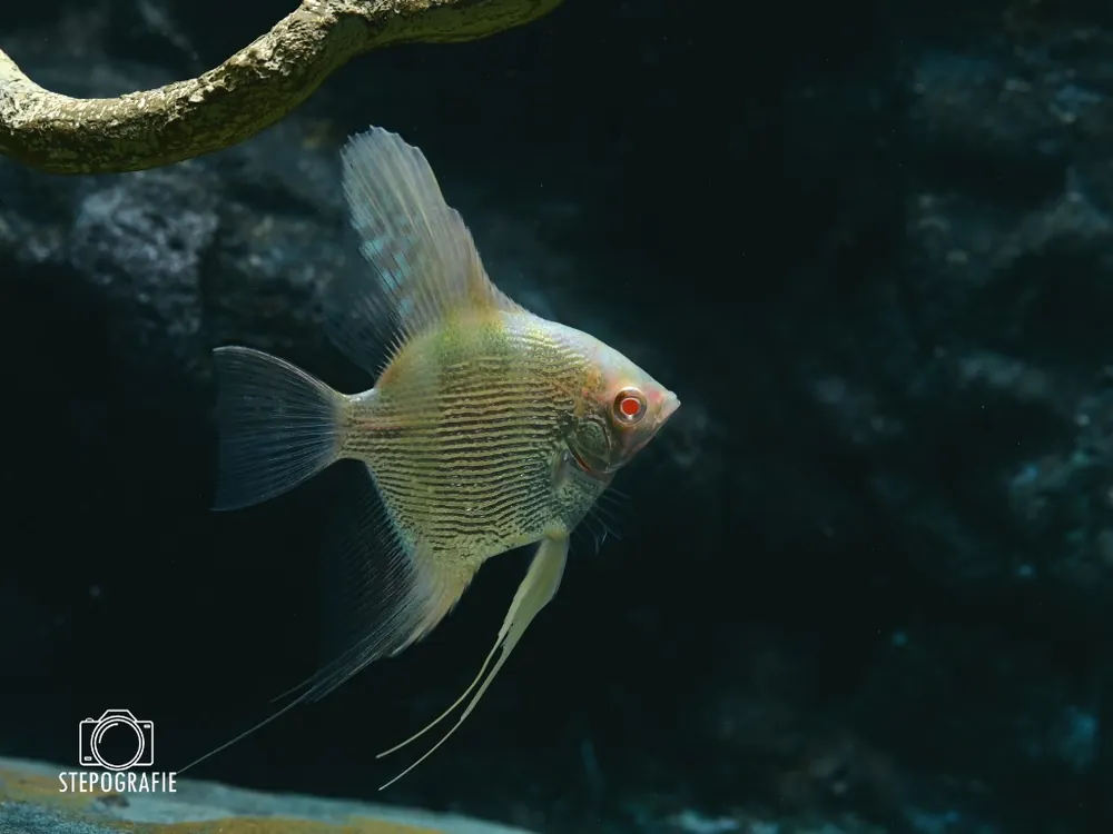 Kracherpreis Diamantskalar Gold (Pterophyllum scalare var. Diamant Gold)