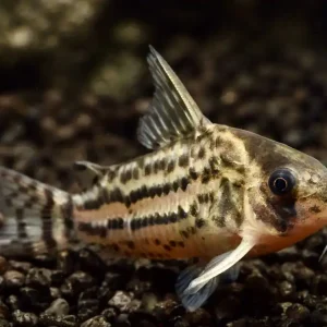 Neue Ware Schwartz's Bänderpanzerwels, Größe M (Corydoras schwartzii)