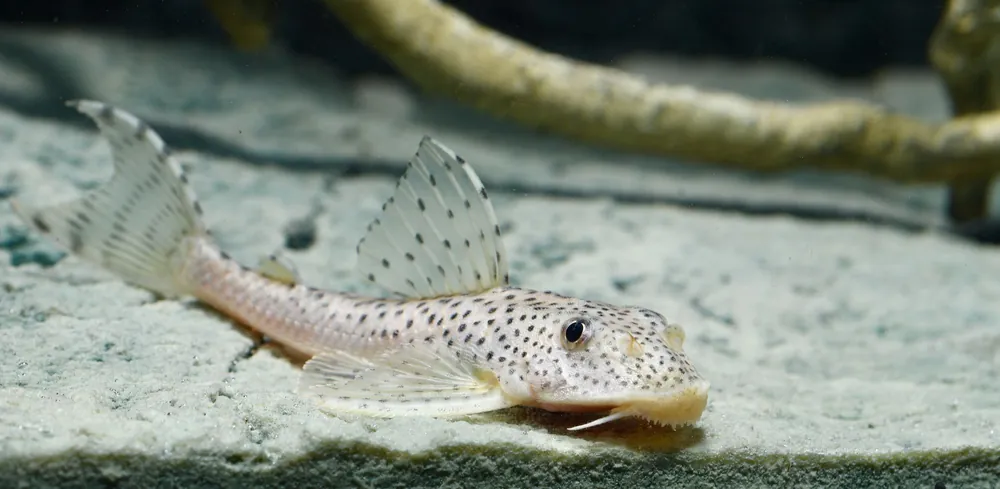 L123 Orinoko Leopardschilderwels (Aphanotorulus ammophilus) Aktuell