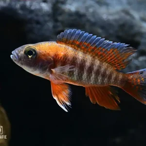 Aulonocara jacobfreibergi 'EUREKA' Feenbuntbarsch Sale