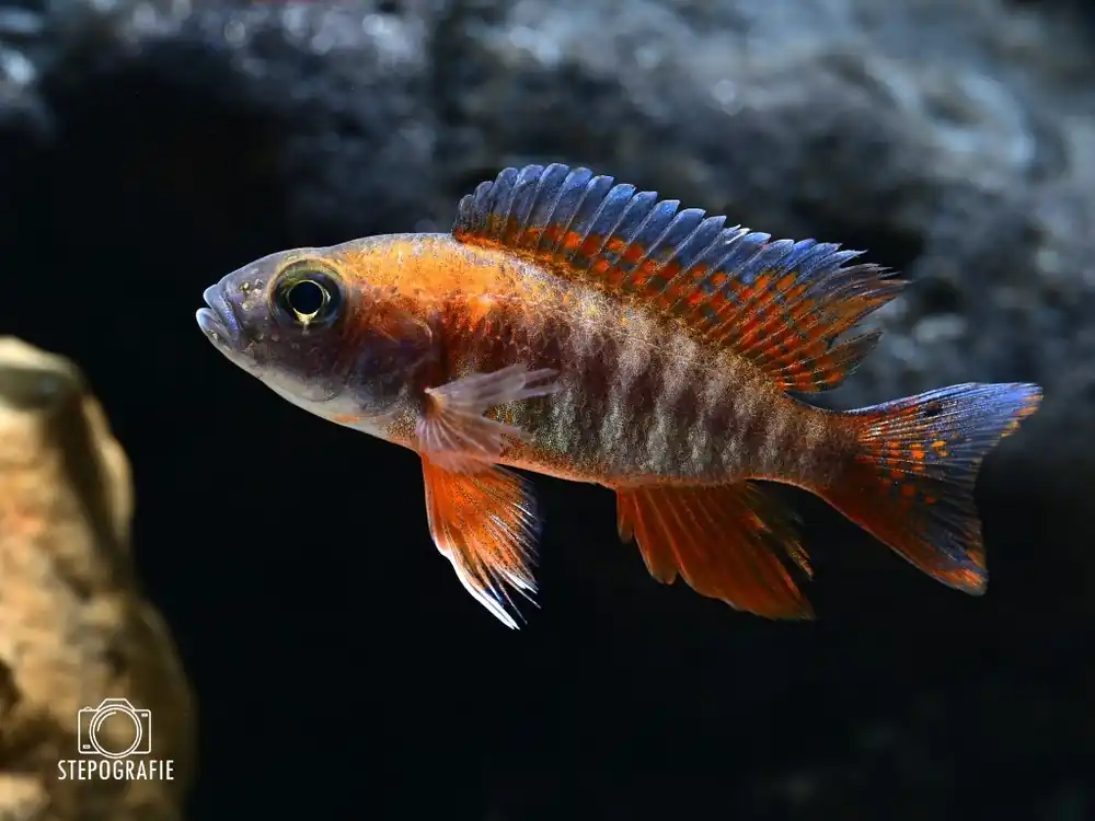 Aulonocara jacobfreibergi 'EUREKA' Feenbuntbarsch Sale