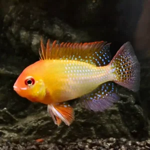 Online Kaufen Schmetterlingsbuntbarsch Gold (Microgeophagus ramirezi)