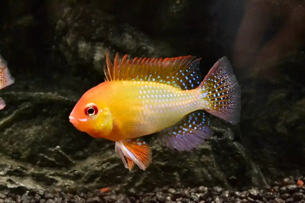 Online Kaufen Schmetterlingsbuntbarsch Gold (Microgeophagus ramirezi)