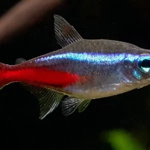 Besatz für ein 54-80 Liter Südamerika-Aquarium "Klassiker" Garantierte Lieferung