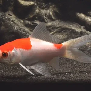 Aktuell Goldfisch Sarasa bzw. Sarasa Comet (Carassius auratus)