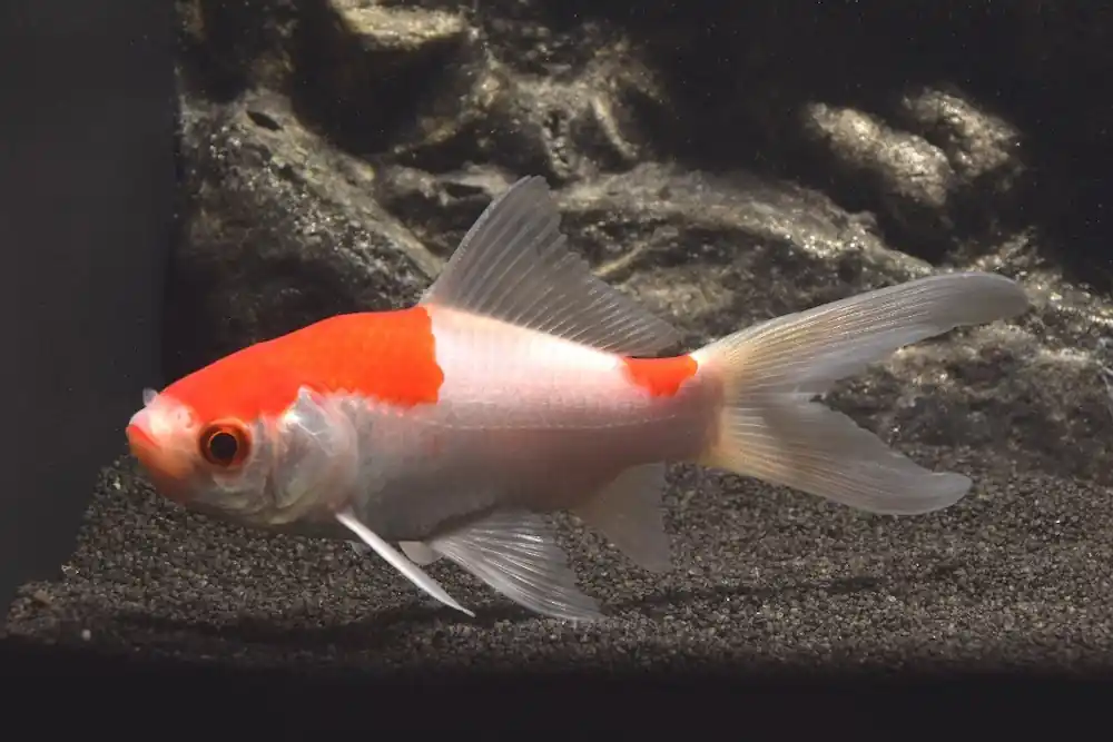 Aktuell Goldfisch Sarasa bzw. Sarasa Comet (Carassius auratus)
