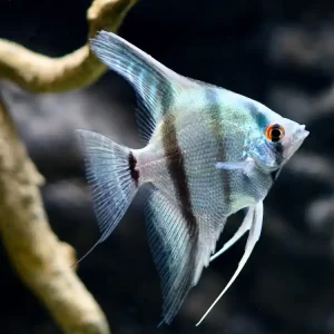 Besatz für ein 450 Liter Skalar-Aquarium "Klassik" Preis Gesenkt