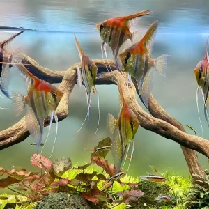 Besatz für ein 450 Liter Skalar-Aquarium "Spezial" Sonderangebot
