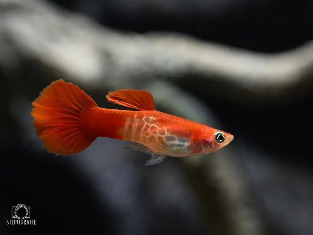Letzte Chance Guppy king cobra blond (Poecilia reticulata )