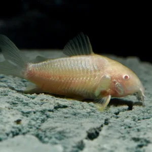 Top-Angebot Albino Panzerwels DNZ M (Corydoras aeneus var.)