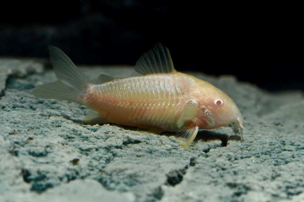 Top-Angebot Albino Panzerwels DNZ M (Corydoras aeneus var.)