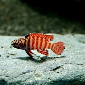 Besatz für ein 30 Liter Nano-Aquarium "Paket 2" Garantierte Lieferung