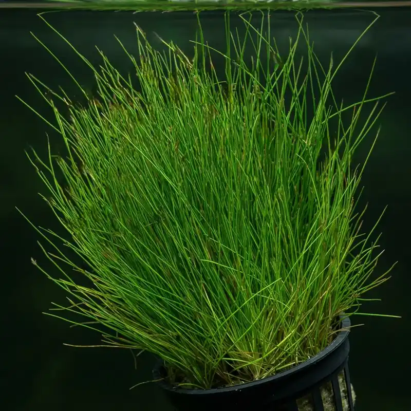 Zwergnadelsimse: Eleocharis parvula bzw. pusilla -Topf- Bestpreis