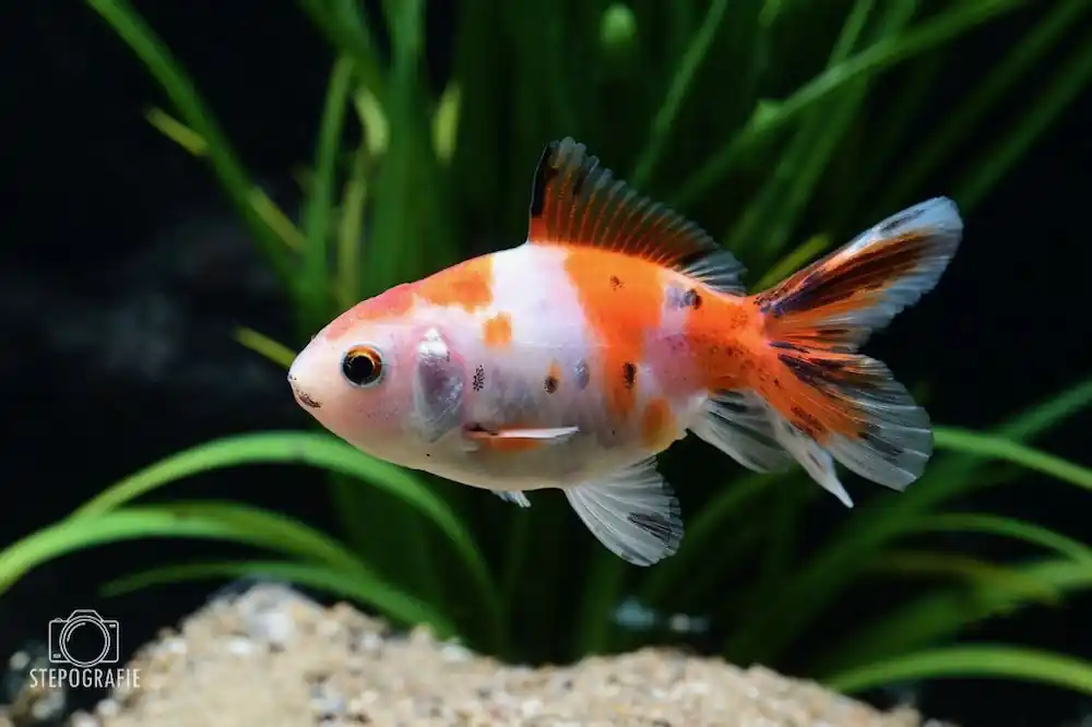 Bestpreis Calico Schleierschwanz 10-12 cm (Carassius auratus var.)