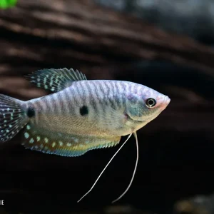 Bestseller Blauer Fadenfisch (Trichogaster trichopterus) ML
