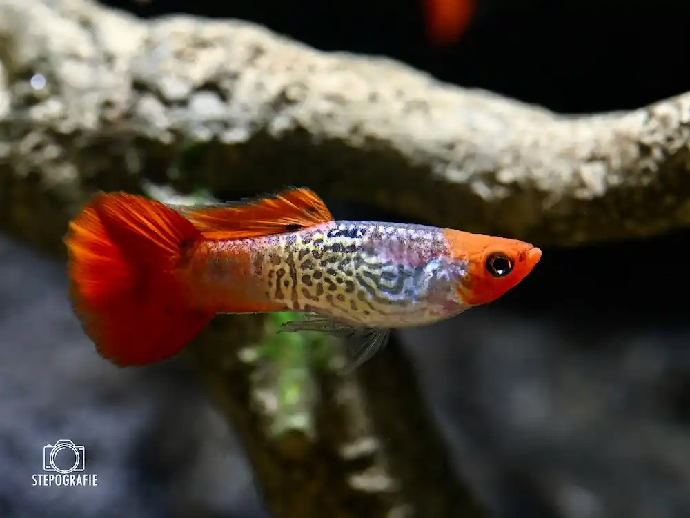 Begrenztes Angebot Guppy Koi Cobra (Poecilia reticulata ): Weibchen