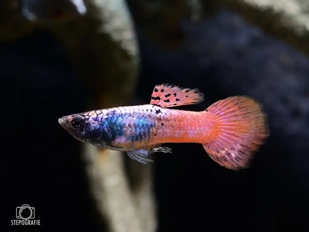 Abverkauf Guppy Red Sapphire (Poecilia reticulata)
