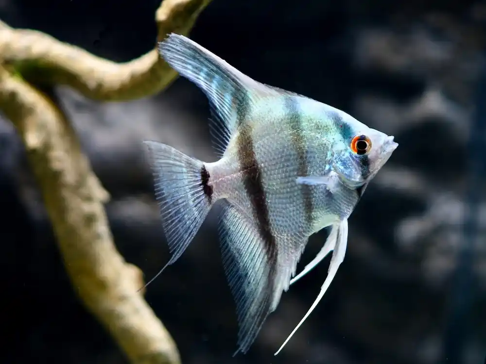 Wochenendangebot Skalar Blue Zebra (Pterophyllum scalare var.) Größe M
