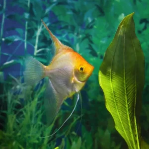 Goldskalar (Pterophyllum scalare) L Wochenendangebot