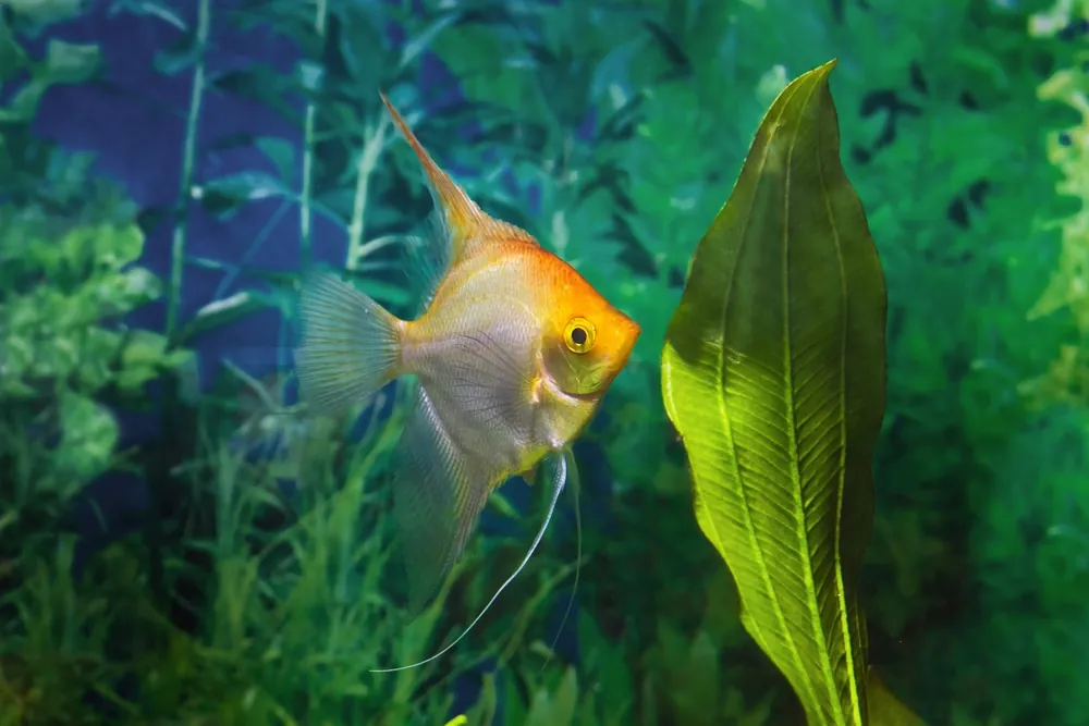 Goldskalar (Pterophyllum scalare) L Wochenendangebot