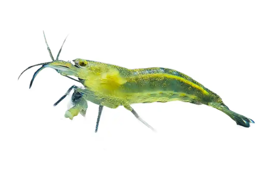 Sale Gelbe Amanogarnele, Algengarnele (Caridina multidentata) - Größe "L"