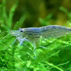 Amanogarnele / Algengarnele, Größe "S" 1,5 - 2 cm (Caridina multidentata) Direkt Vom Hersteller