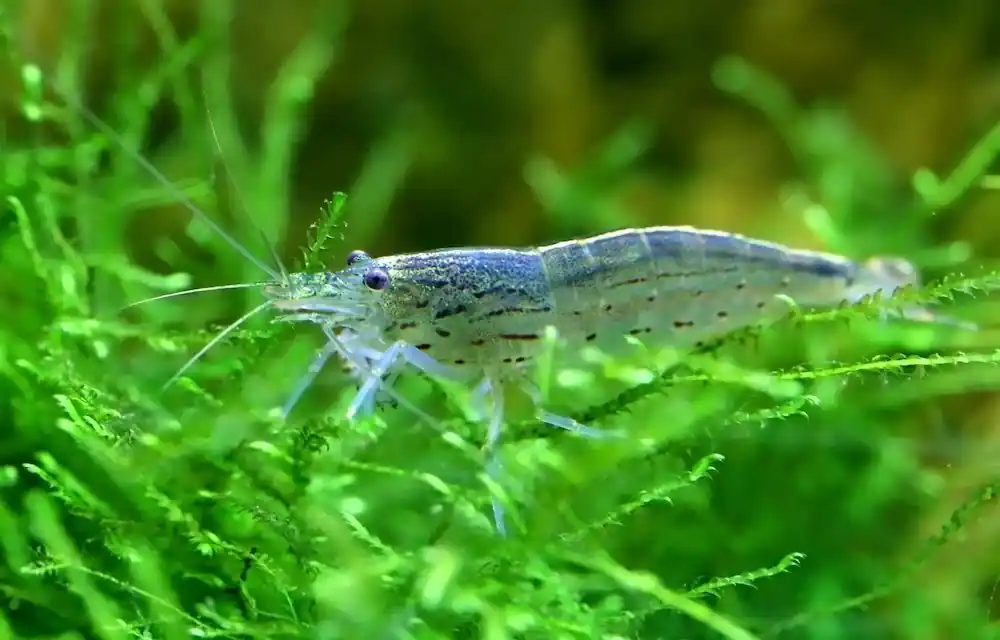 Amanogarnele / Algengarnele, Größe "XL" 4 - 5 cm (Caridina multidentata) Highlight