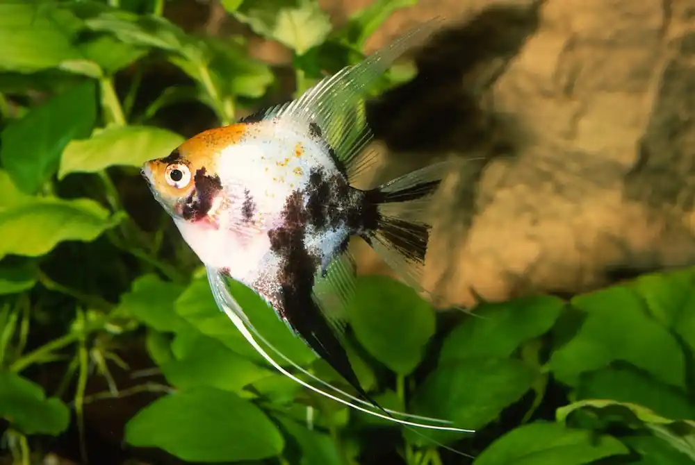 Rotkopf Koiskalar (Pterophyllum scalare), Größe M Schneller Versand