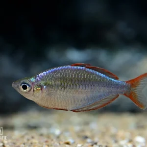 Bestpreis Besatz für ein 300-400 Liter Aquarium "Papua-Neuguinea"