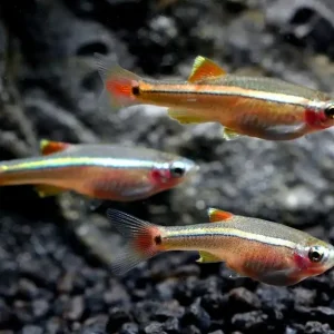 Besatz für ein 54-80 Liter Energiespar-Aquarium Heißes Angebot