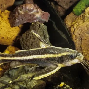 Ausverkauf Liniendornwels (Platydoras costatus)