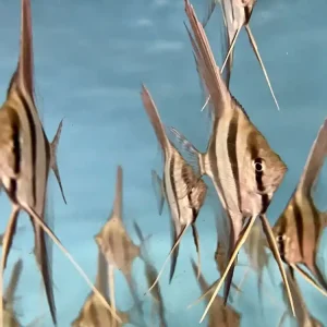 Pterophyllum altum, Rio Orinoco Altum Skalar Wildfang Nachzucht F1, ca. 14-15 cm Spannweite Neuheit