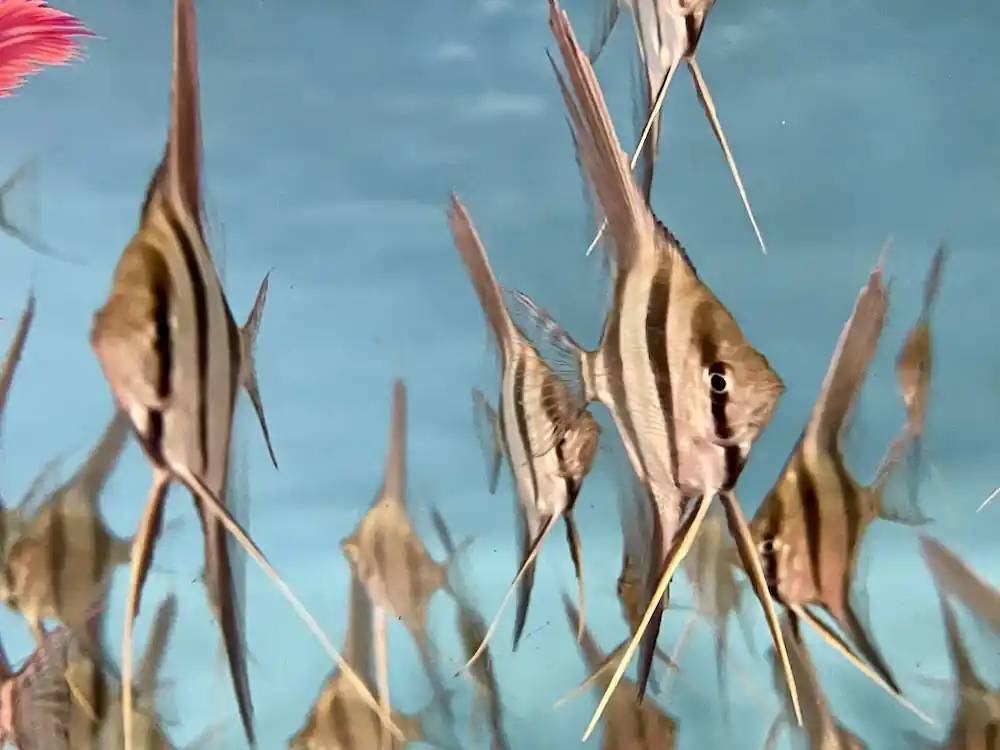 Pterophyllum altum, Rio Orinoco Altum Skalar Wildfang Nachzucht F1, ca. 14-15 cm Spannweite Neuheit