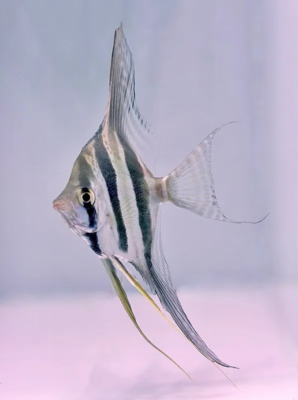 Altum Skalar "Rio Orinoco" (Pterophyllum altum), 14-15 cm Preisknaller