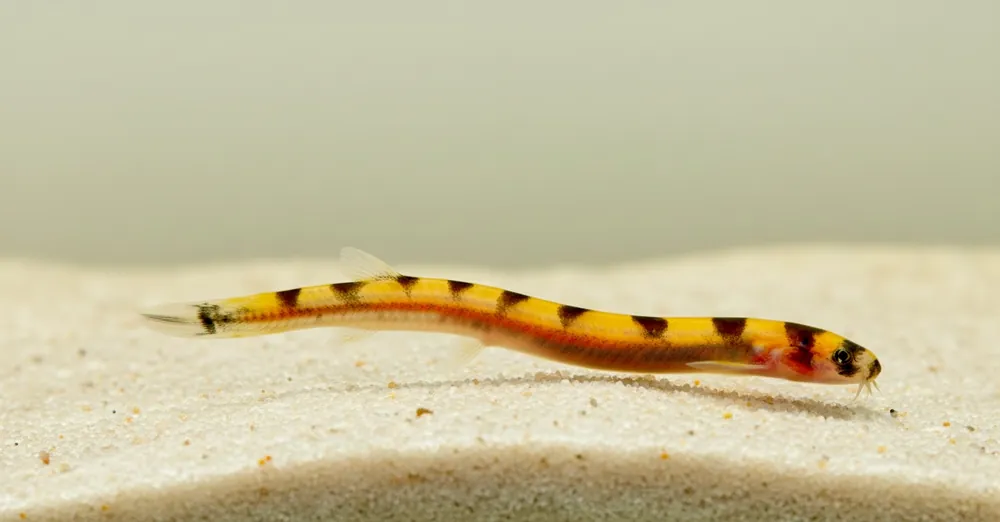 Zwerg Dornauge (Pangio cuneovirgata) Echt