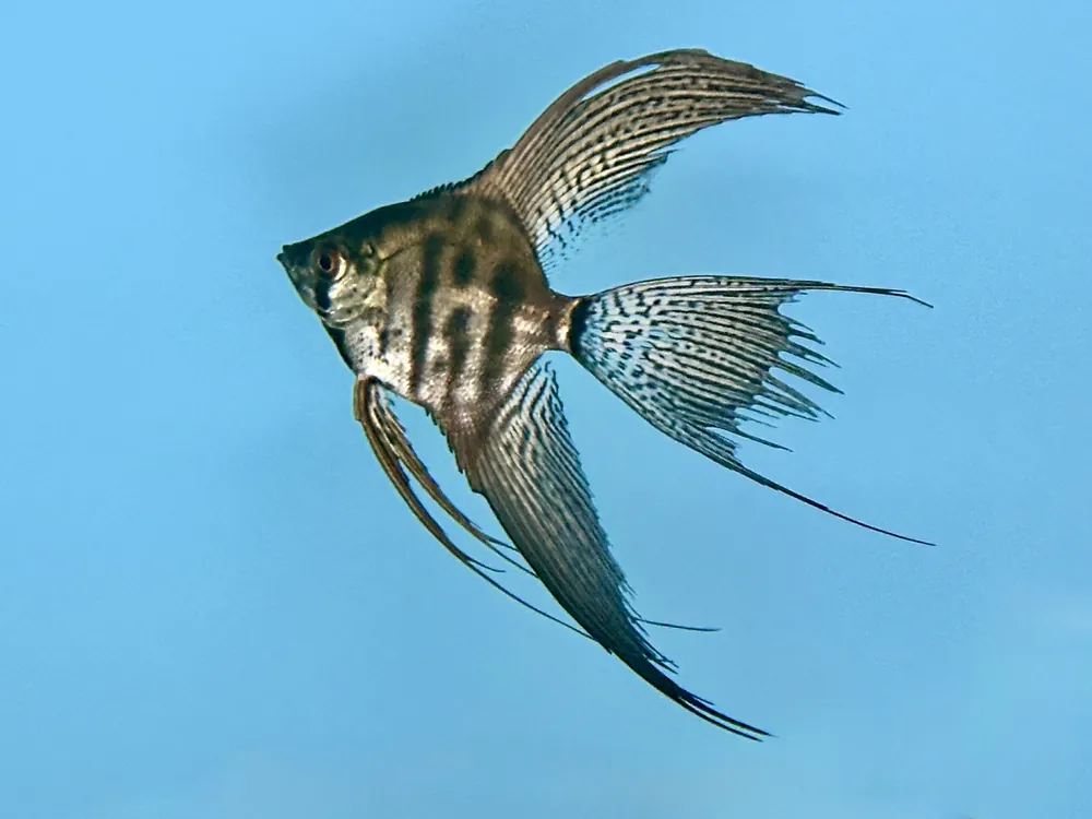 Skalar Pinoi Schleier "Pinoi Veiltail" Premium (Pterophyllum scalare var.) Bestpreis