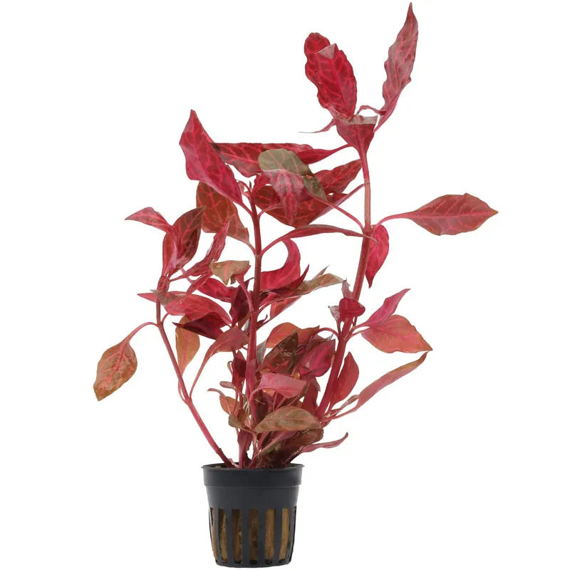 Billig Alternanthera reineckii 'Rosanervig' Schwierigkeit