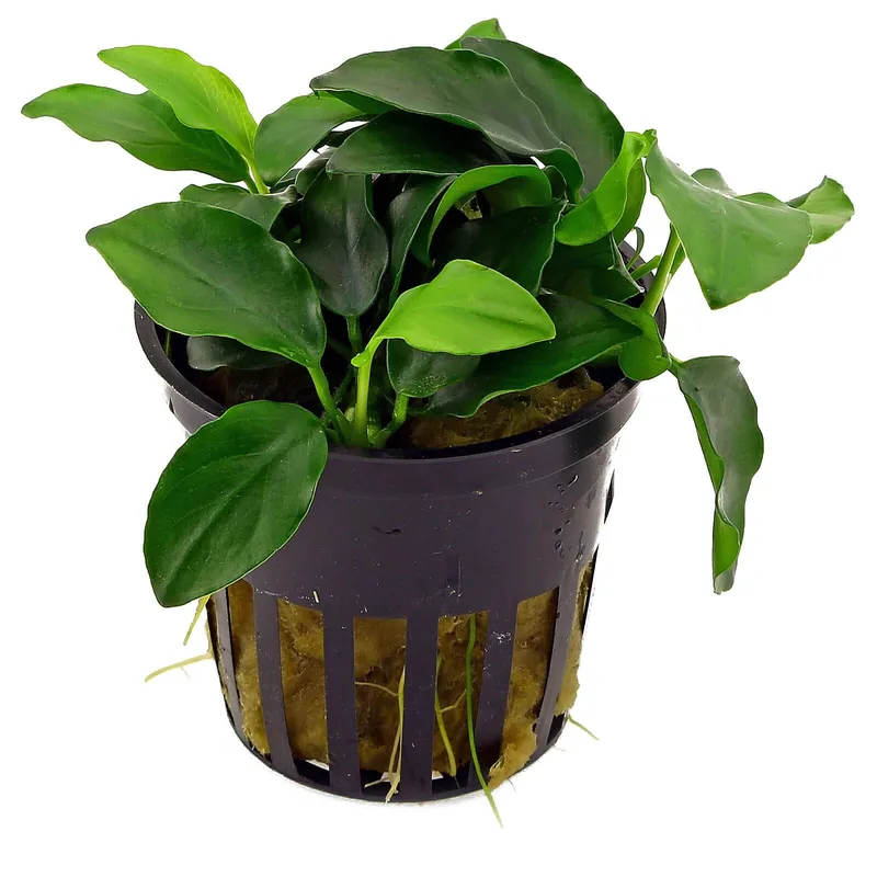 Billig Anubias barteri var. nana 'Petite' Schwierigkeit