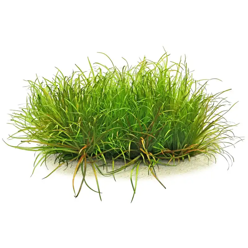Blyxa japonica Schwierigkeit Saisonangebot