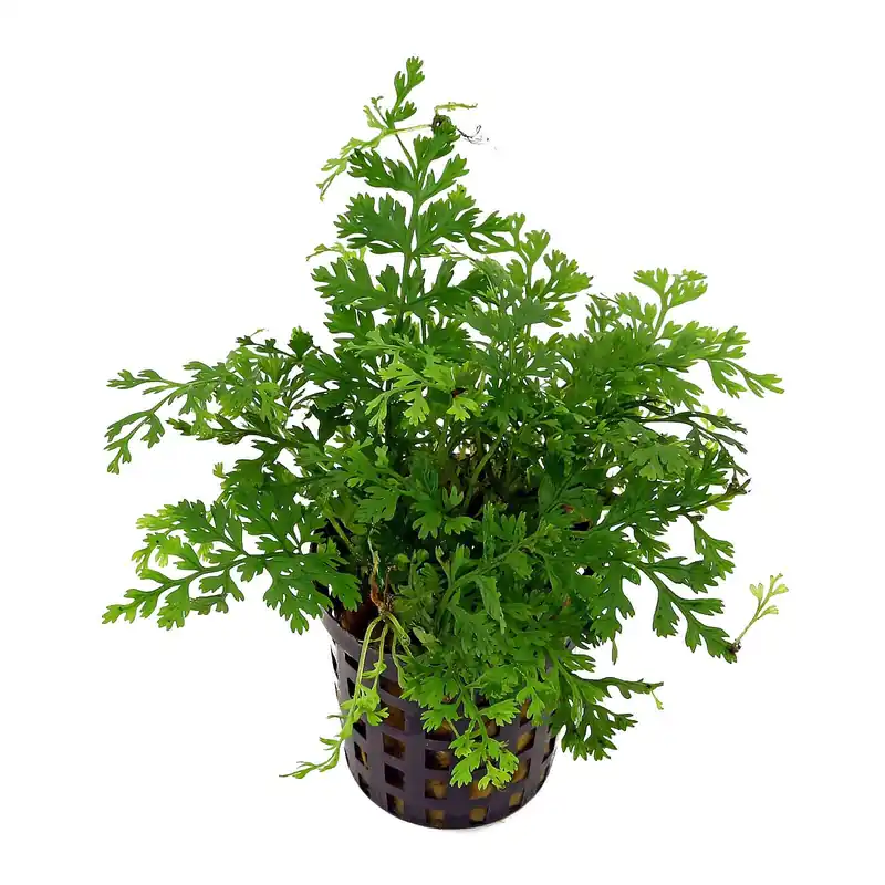 Bolbitis heteroclita "difformis" Schwierigkeit Begrenztes Angebot