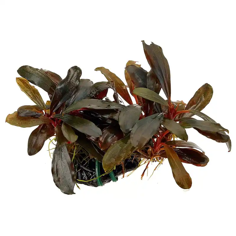 Bucephalandra sp. "Serimbu Brown" Schwierigkeit Letzte Chance