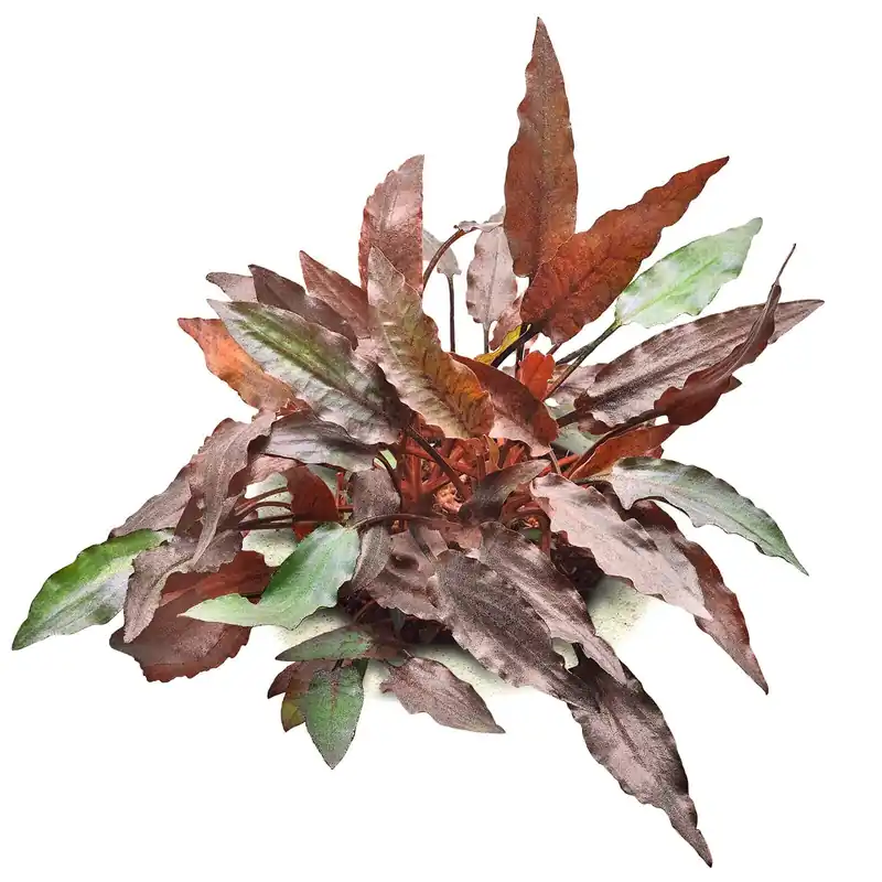 Cryptocoryne beckettii Schwierigkeit Direktkauf