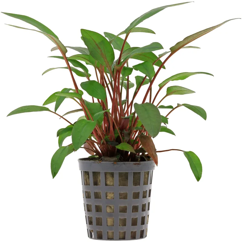 Cryptocoryne beckettii Schwierigkeit Direktkauf