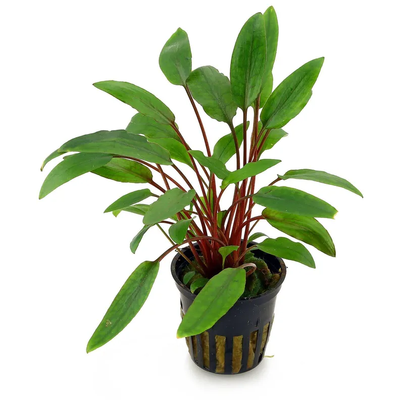 Meistverkauft Cryptocoryne beckettii "Petchii" Schwierigkeit