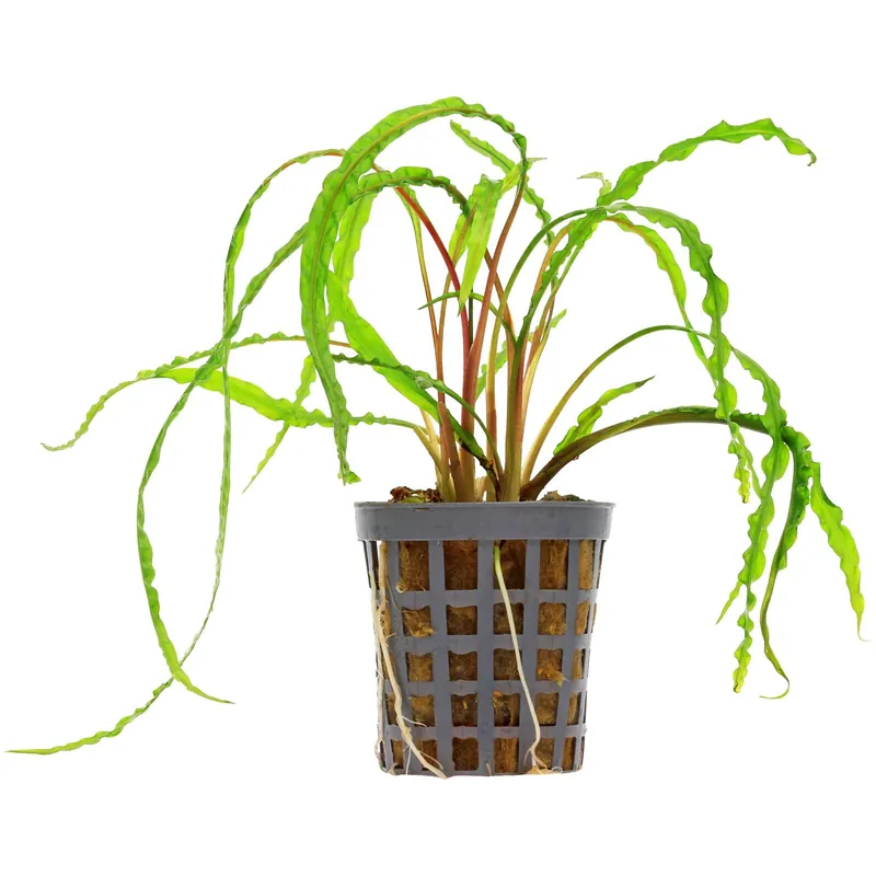 Nur Für Kurze Zeit Cryptocoryne crispatula var. balansae Schwierigkeit