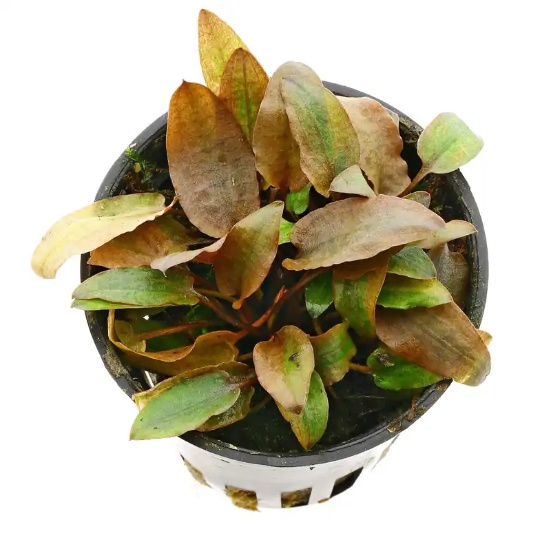 Top-Angebot Cryptocoryne beckettii "Petchii Pink" Schwierigkeit